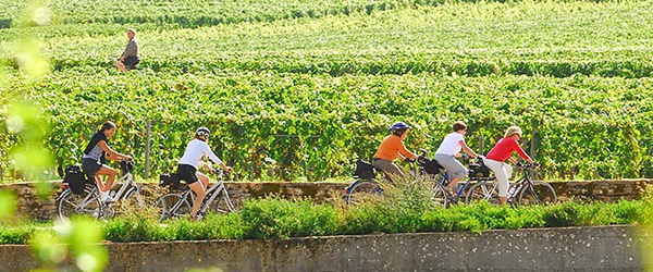 Ciclisti tra i filari di vigneti nella campagna della Borgogna, Francia.