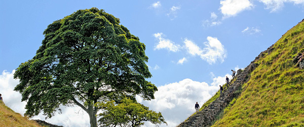 Albero solitario su una collina, escursionisti in cammino lungo l'Adrian Way