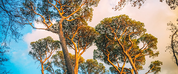 Alberi di pino sotto un cielo azzurro lungo la costa degli Etruschi, trekking in Toscana