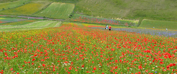 Fioritura di papaveri e lenticchie nel Parco Nazionale dei Monti Sibillini.