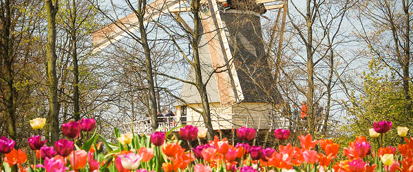 Mulino a vento tipico tra colorati campi di tulipani in fiore nei Paesi Bassi.