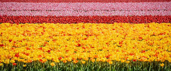 Ampia distesa di tulipani multicolori nei campi olandesi.