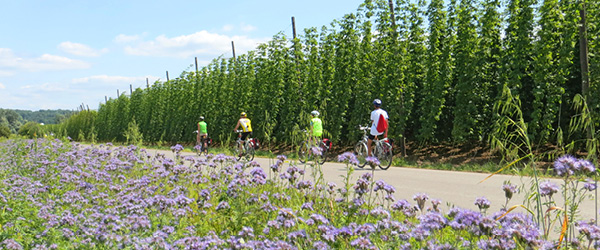 Ciclisti tra i campi di fiori e filari di luppolo nella campagna della Polonia orientale.