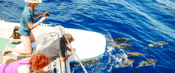 Turisti su una barca osservano da vicino un gruppo di delfini, durante un'escursione sull'oceano Atlantico a Madeira