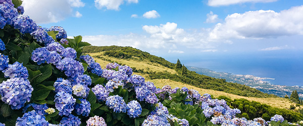Fiori di ortensie in un paesaggio collinare, Isole Azzorre.