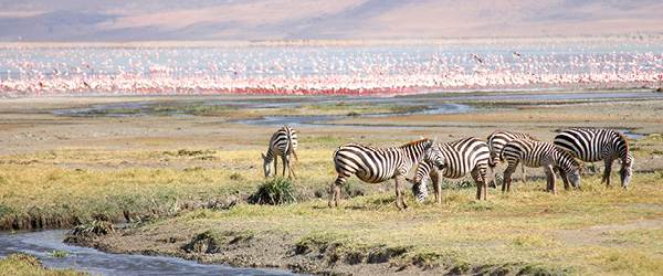 Zebre e gnu pascolano in una pianura erbosa nella savana africana, tour con volo incluso.