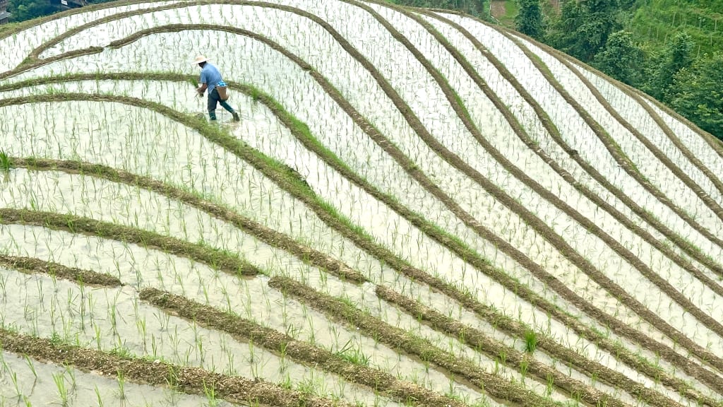 Risaie terrazzate coltivate a mano nel sud della Cina, paesaggio rurale tradizionale.
