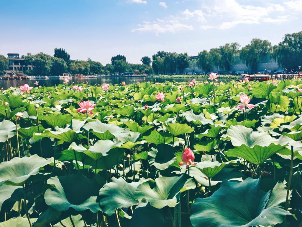 Fioritura estiva di fiori di loto nel Parco del Lago Occidentale a Hangzhou, Cina.