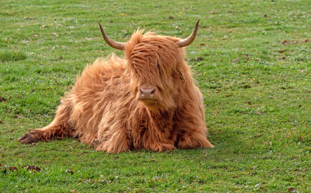 Yak dal manto fulvo disteso sull’erba nella steppa della regione del Sichuan, Cina occidentale.