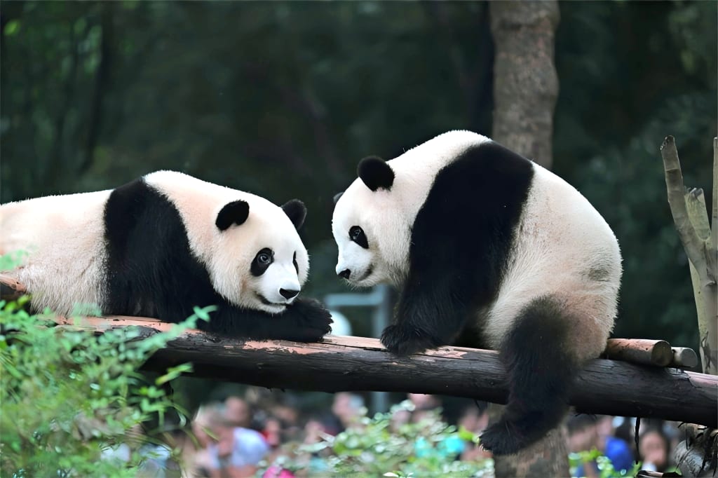 Panda gigante nel centro di ricerca di Chengdu, simbolo della fauna cinese e tappa naturalistica di un viaggio in Cina