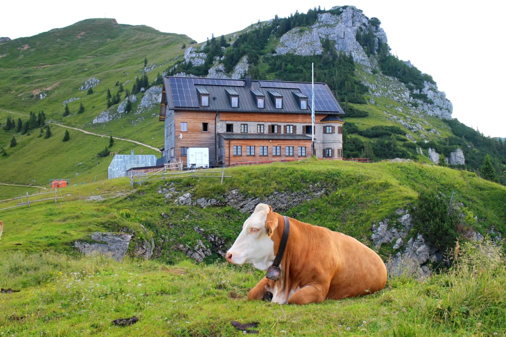 Mucca seduta sul prato vicino a una baita in legno sulle Alpi bavaresi.