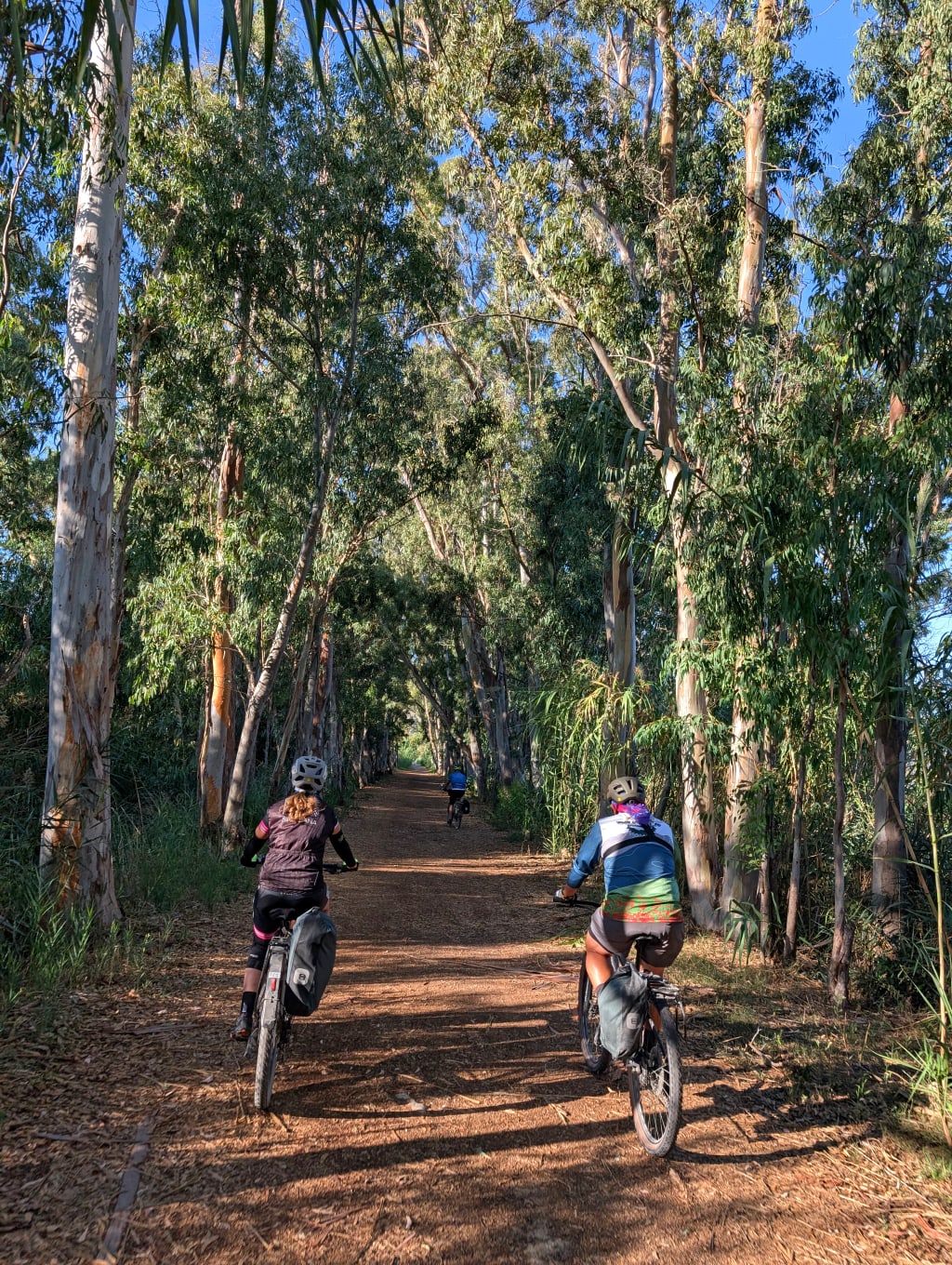 Ciclisti che pedalano in un sentiero forestale, immersi nella natura.