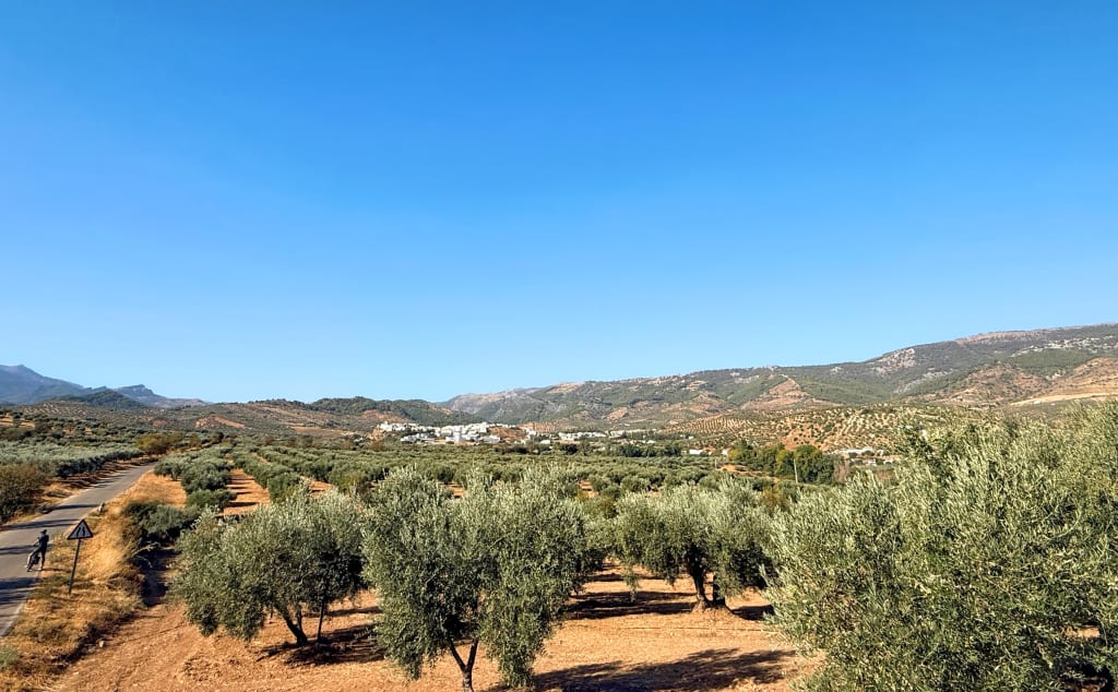Paesaggio rurale andaluso con uliveti e montagne sullo sfondo, itinerario cicloturistico in Andalusia