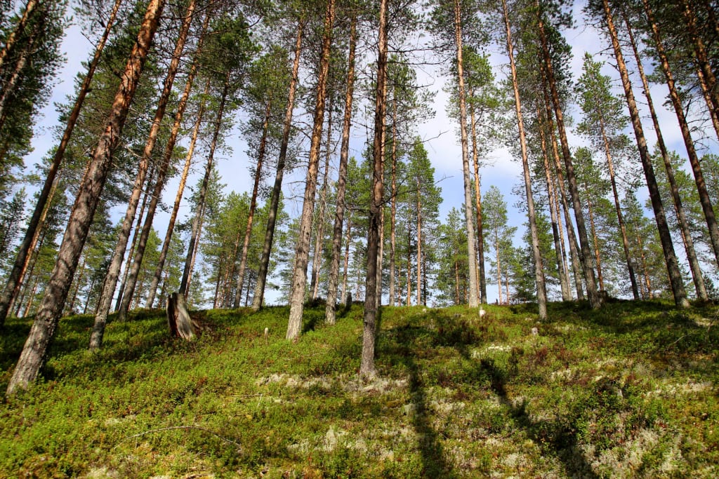 Foresta di pini in Finlandia con luce filtrata tra gli alberi, ambiente naturale ideale per trekking