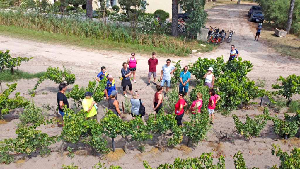 Gruppo in visita a dei vigneti nella campagna francese