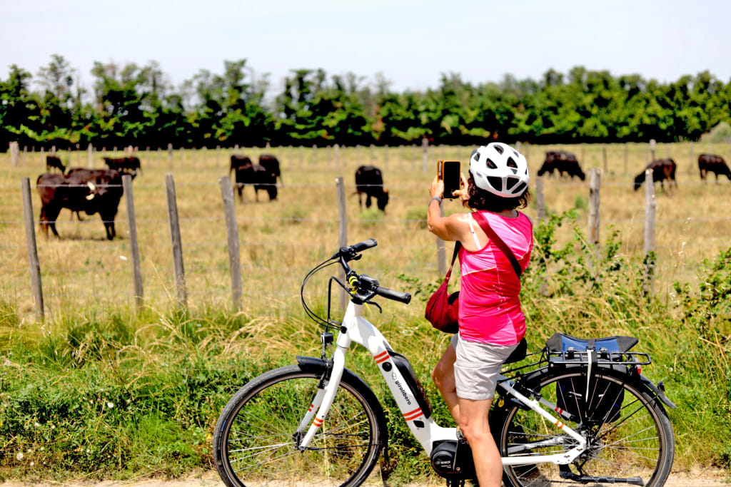 ciclista con bici elettrica assistita "Girolibero", ferma a fare una foto a delle mucche in pascolo