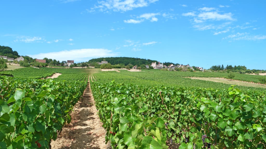 Filari di vigneti sulle colline della Borgogna, Francia, la Borgogna e le strade del vino in bicicletta