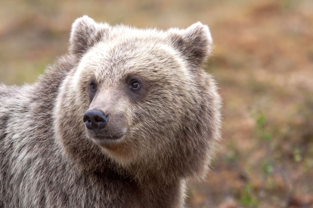 Orso bruno in un ambiente naturale, visto durante un'escursione nei pressi dei Laghi di Plitvice.