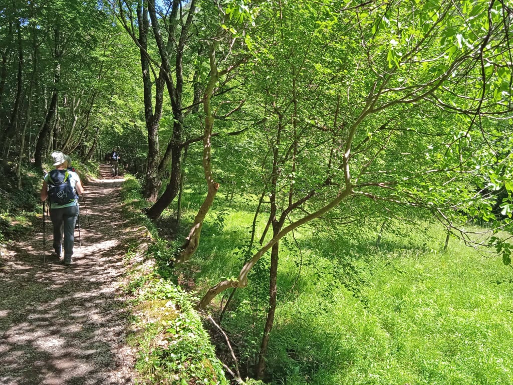 Escursionisti su sentiero nel bosco verdeggiante del Parco Nazionale di Plitvice.
