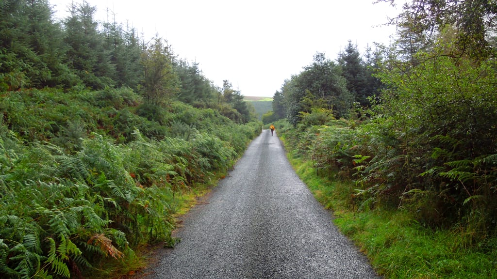 Sentiero alberato lungo la Wicklow Way, Irlanda, circondato da boschi e vegetazione.