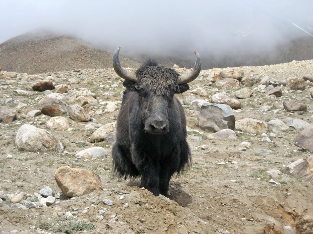Yak solitario con pelliccia nera su un’altura erbosa nella regione dell’Himalaya, Ladakh.