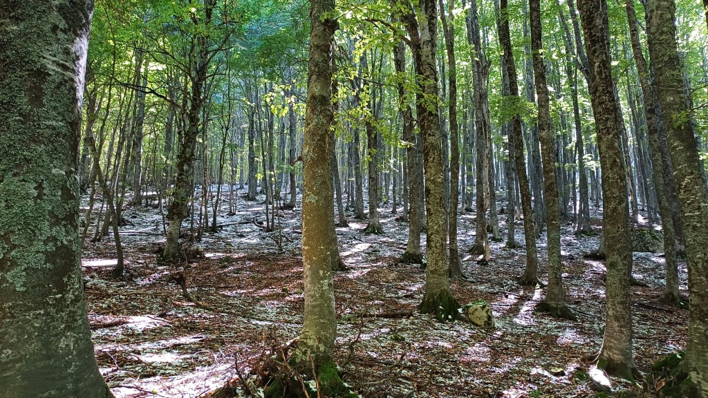 Bosco di faggi nel Parco Nazionale della Majella, trekking naturalistico tra foreste vetuste abruzzesi