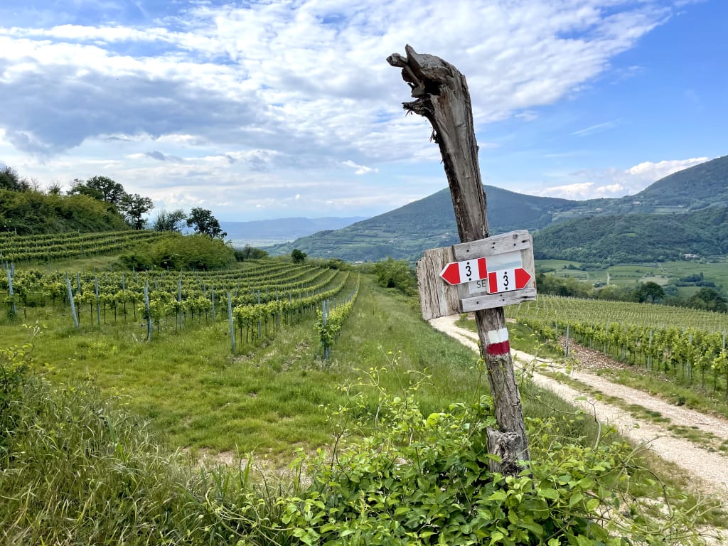 Sentiero panoramico tra vigneti e colline dei Colli Euganei con segnaletica escursionistica