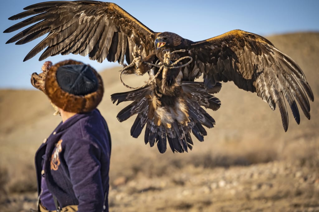 Falconiere kirghiso con un'aquila reale addestrata, simbolo della tradizione nomade locale.