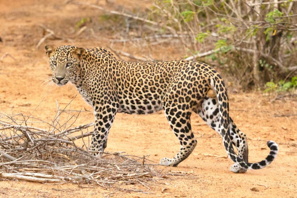 Leopardo che cammina nella savana