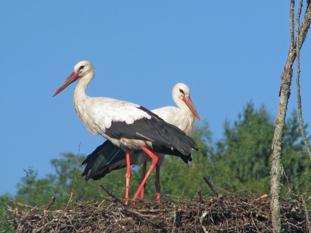 Cicogne in un nido su un palo, immagine tipica della fauna nella Penisola dei Curi, Lituania.