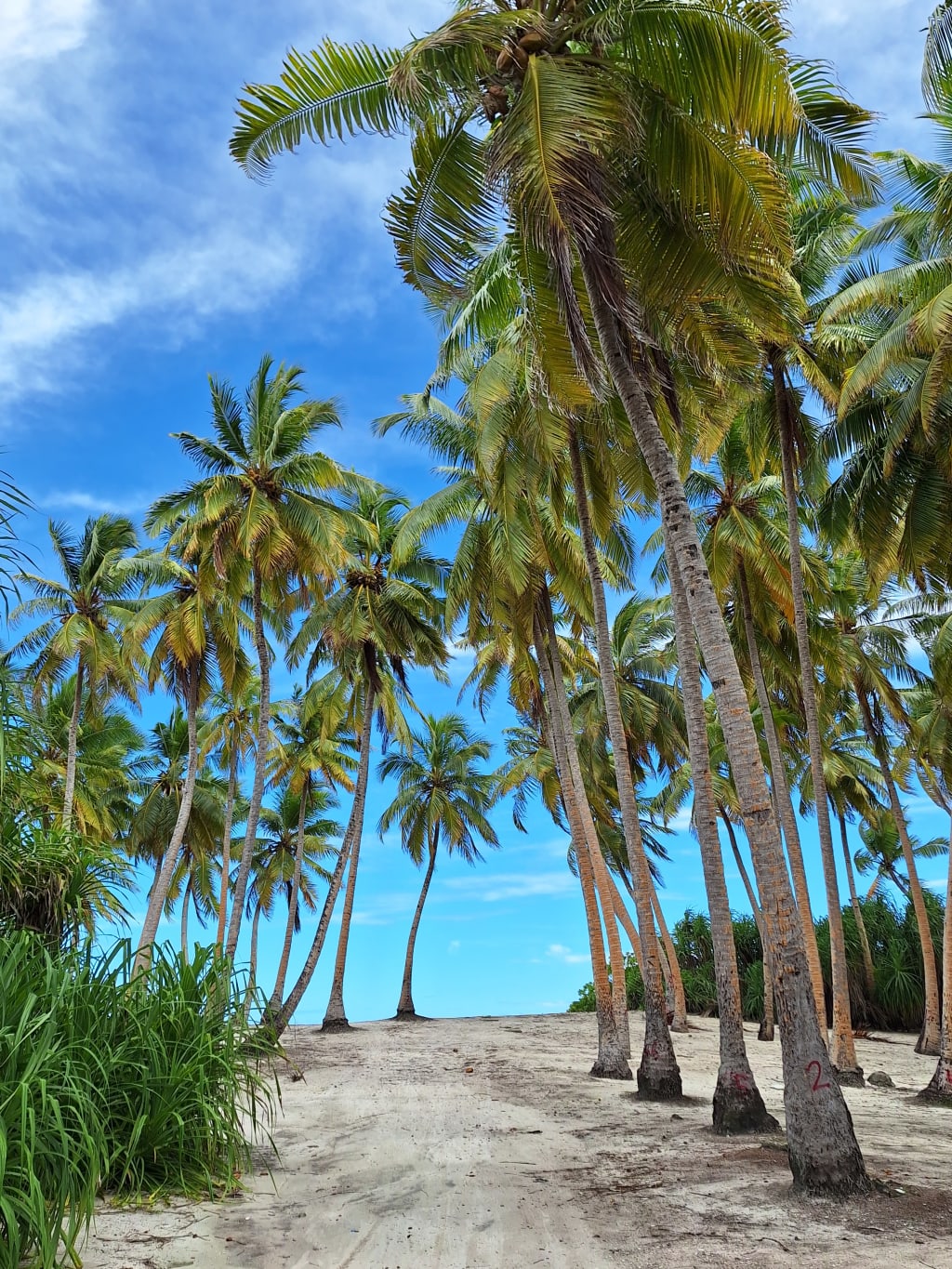Palme da cocco sulla spiaggia bianca di un atollo maldiviano, con mare turchese sullo sfondo.
