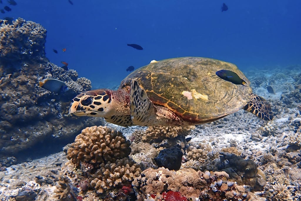 Tartaruga che nuota tra i coralli nell'Oceano Indiano, Maldive