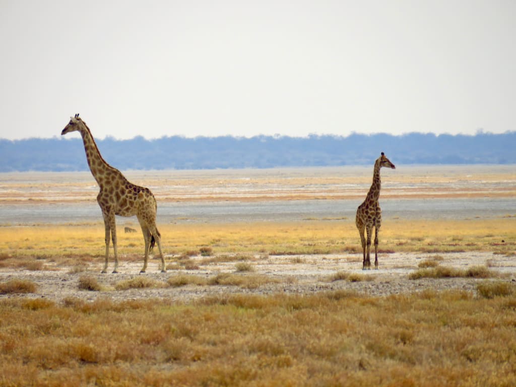 Giraffe che camminano lungo una spiaggia sabbiosa sulla Skeleton Coast, Namibia.