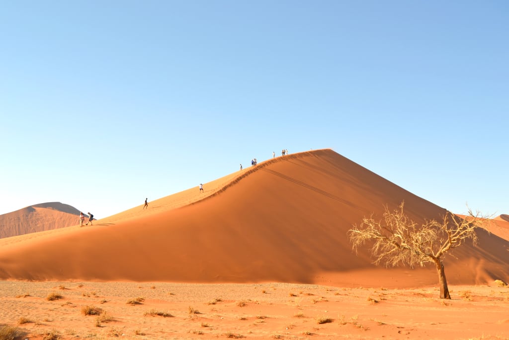 Duna rossa con albero solitario nel deserto di Sossusvlei, Namibia.