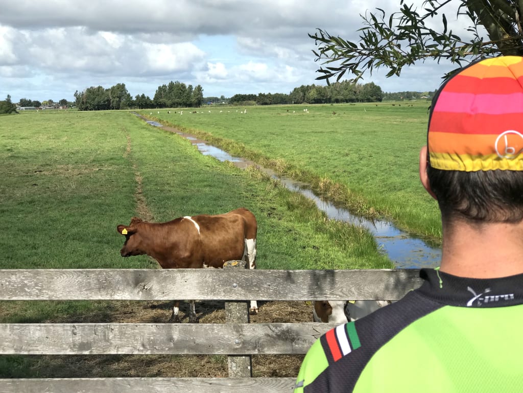 Ein Radfahrer beobachtet ein Feld mit einer grasenden Kuh in der niederländischen Landschaft