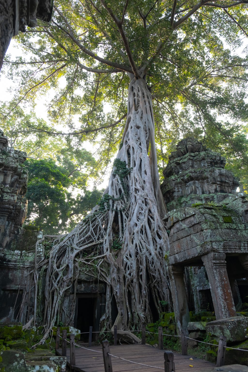 Albero strangolatore che avvolge un antico tempio nel complesso di Ta Prohm, Angkor, Cambogia.