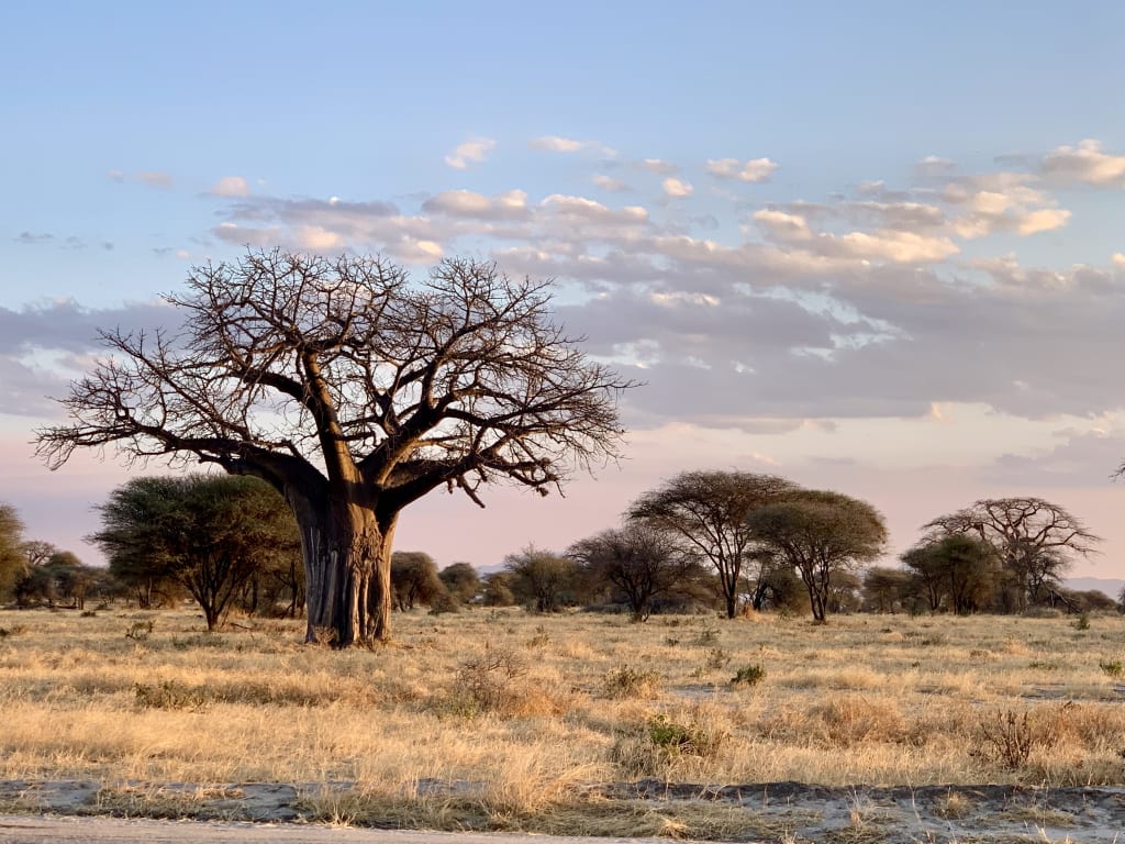 Paesaggio africano con cielo azzurro e albero di baobab in primo piano, Tanzania.