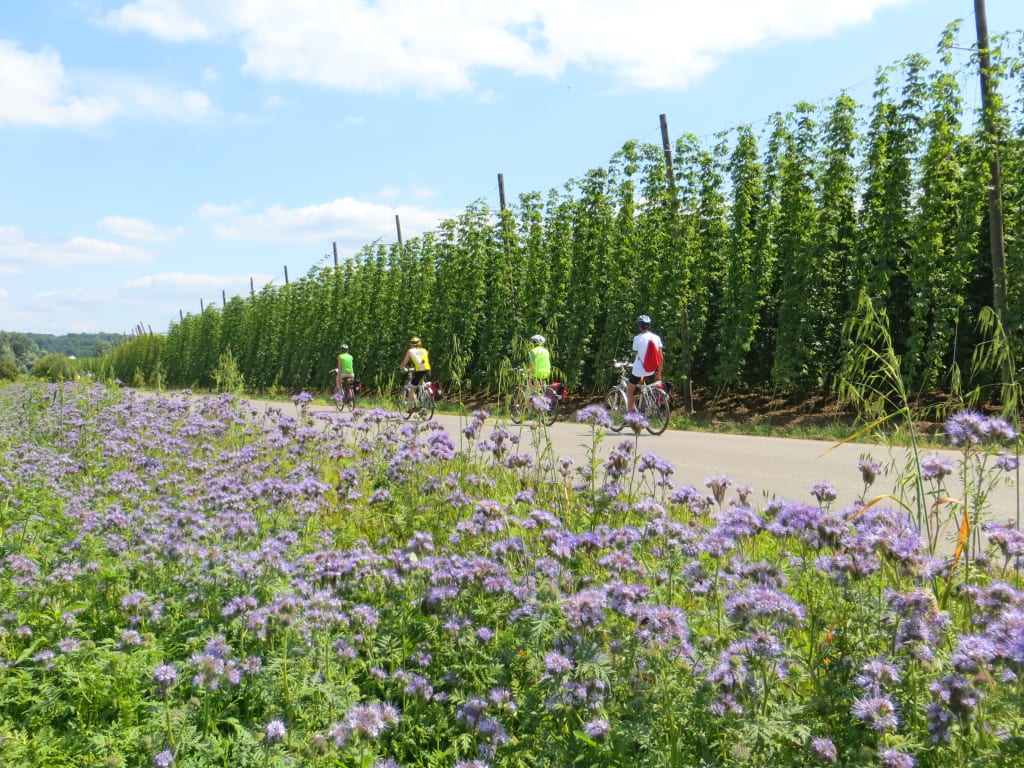 Ciclisti tra i campi di fiori e filari di luppolo nella campagna della Polonia orientale.