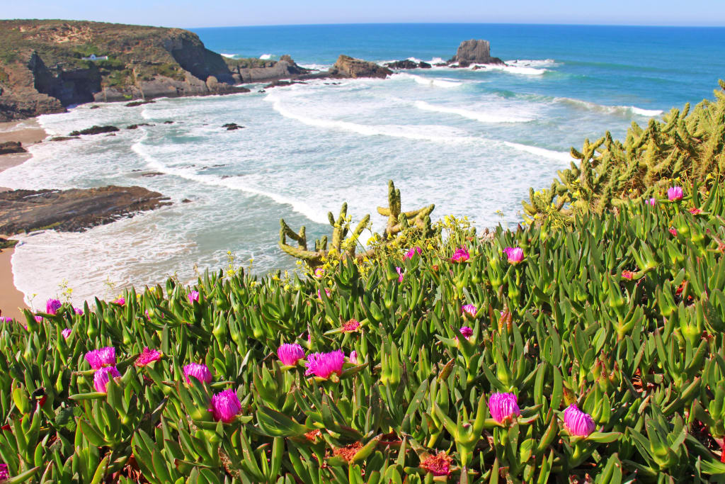 Fiori rosa su una scogliera affacciata sull'oceano nella regione di Alentejo, Portogallo.