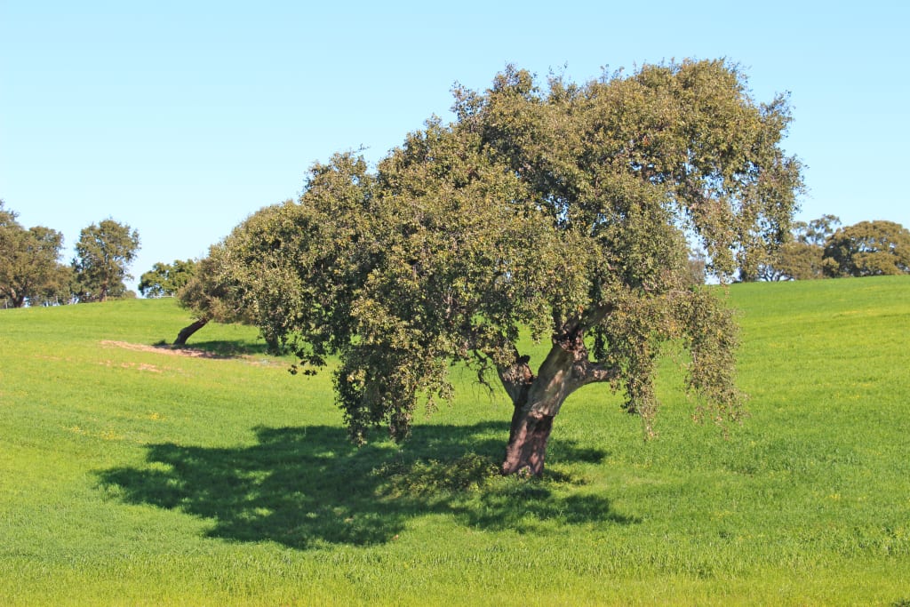 Grande albero solitario in un prato verde nella campagna portoghese.