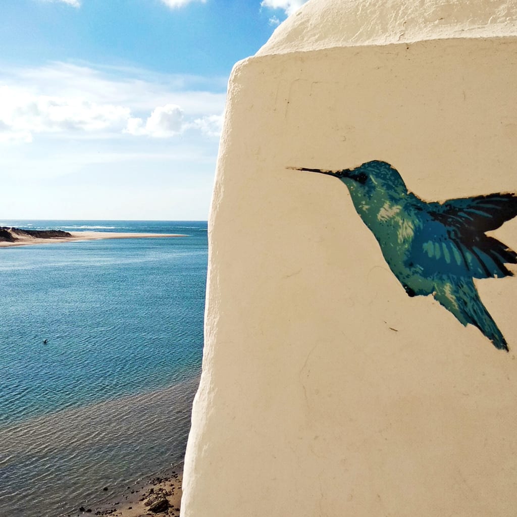 Colibrì dipinto su un muro vicino all'oceano, Rota Vicentina, Portogallo