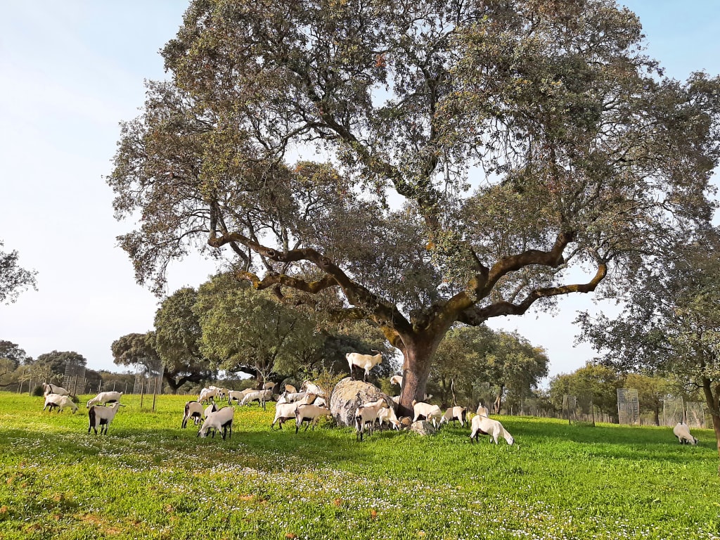 Quercia e area verde in un parco a Lisbona.