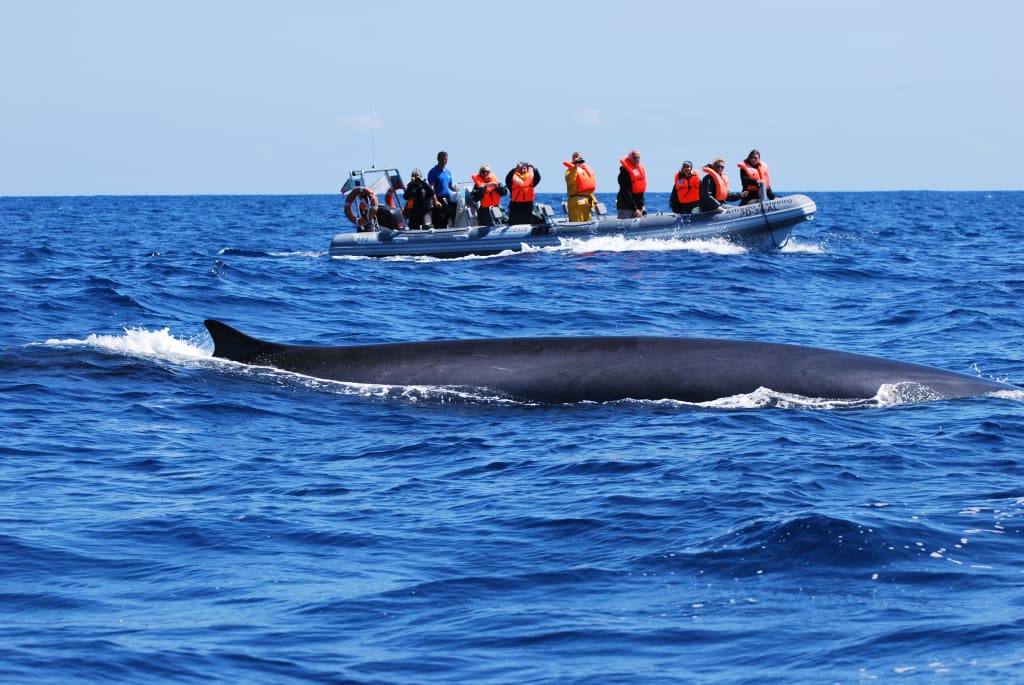 Escursione di whale watching a São Miguel, con avvistamento di balene.