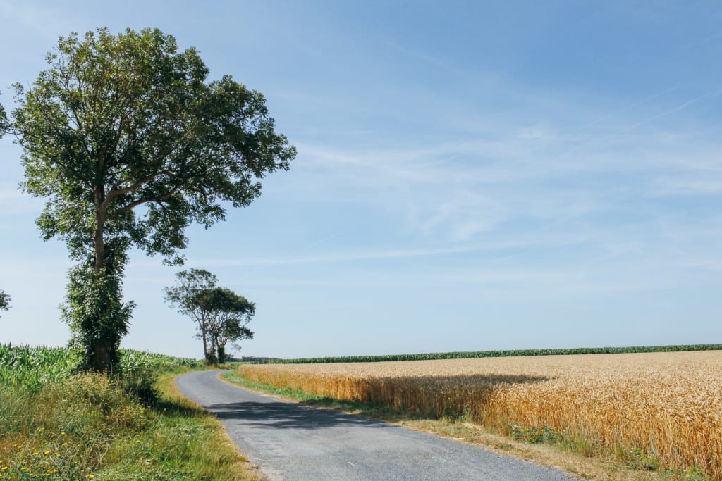 Albero solitario in un paesaggio costiero della Bretagna, Francia, in bici da Arromanches a St. Malo