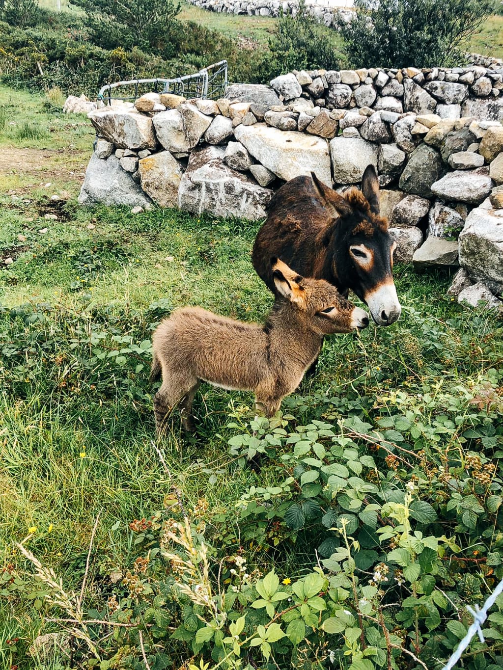 Due asinelli che pascolano vicino a un muretto di pietra nel paesaggio del Connemara.