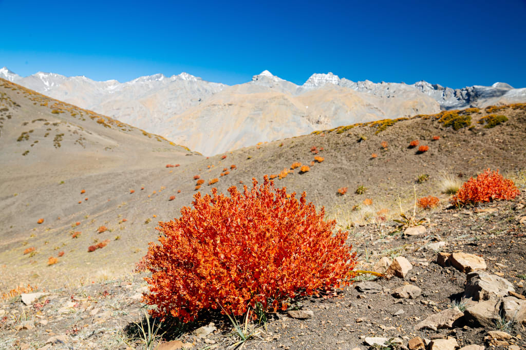 Paesaggio d’alta quota con arbusto rosso e montagne desertiche dell’Himalaya nella valle di Spiti