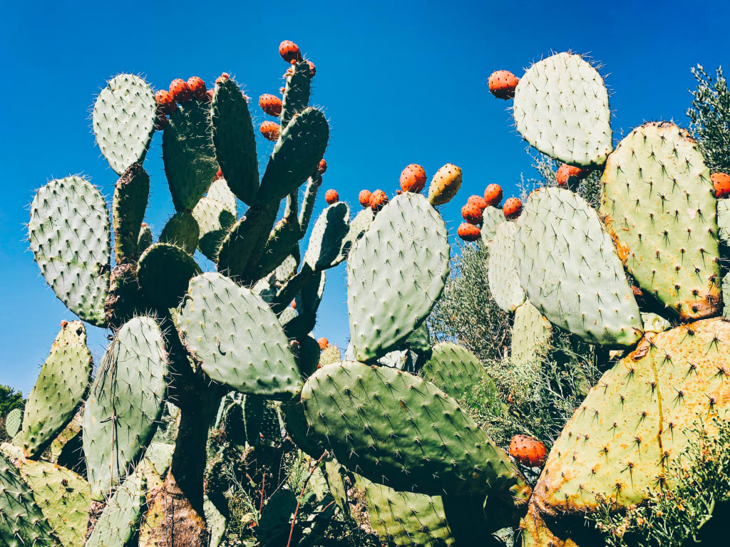 Particolare di fichi d'india, Apulia, trekking in Italia
