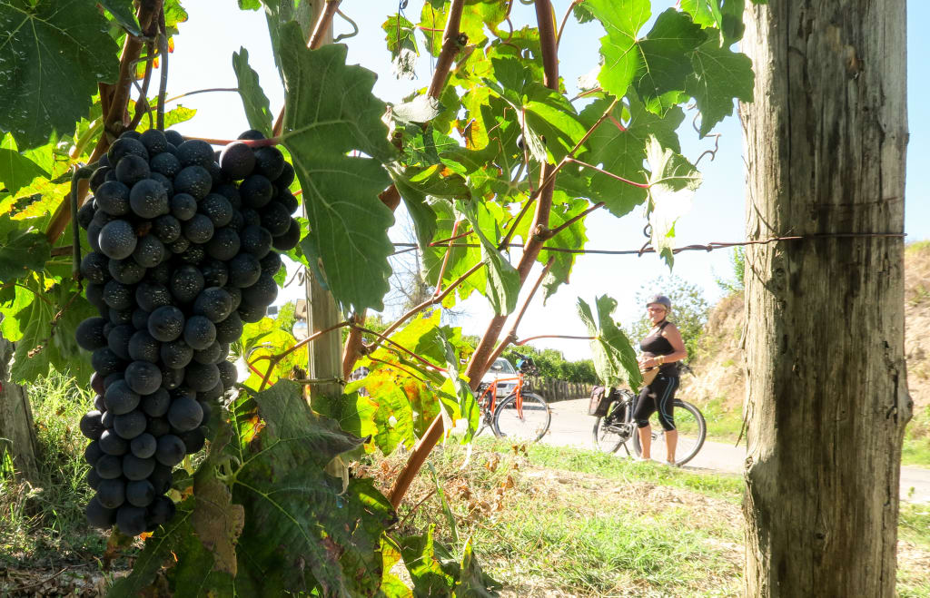 Grappolo d'uva maturo con ciclista sullo sfondo, Langhe, Piemonte