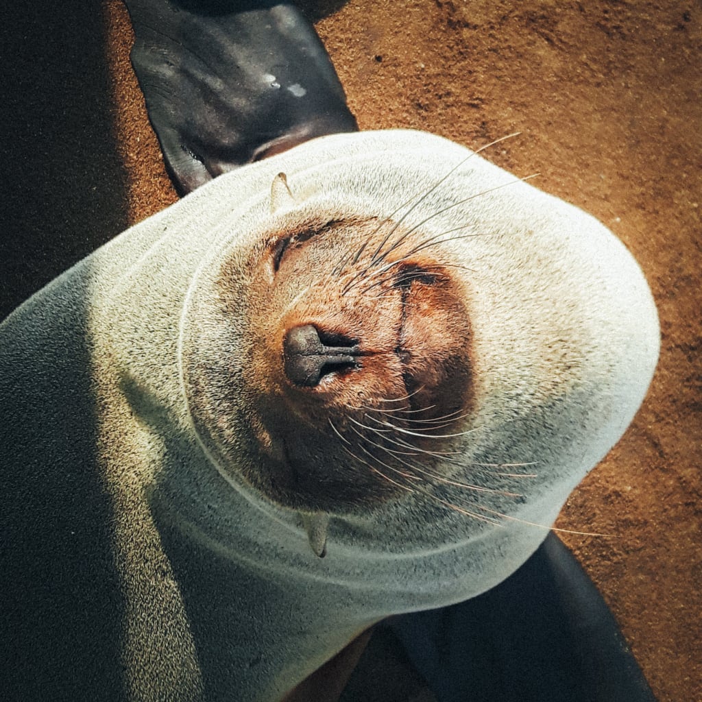 Foca che riposa avvolta nella sabbia.