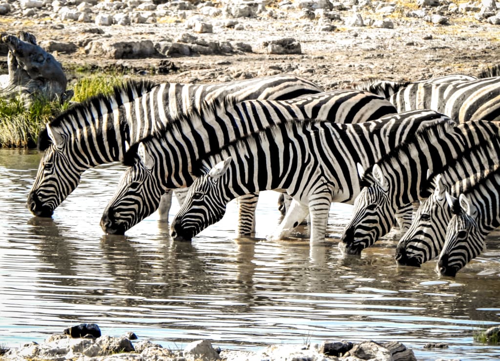 Mandria di zebre che si abbevera in una pozza in Namibia.